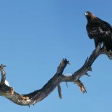aigle